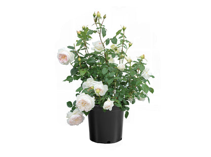 Rose - Bolero