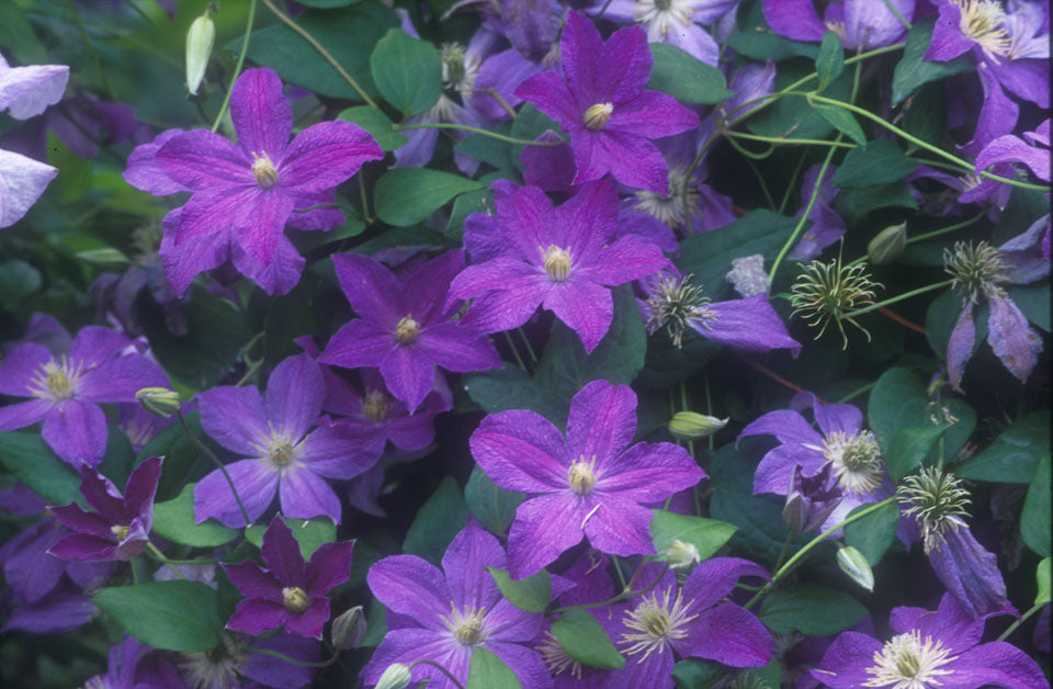 Clematis - Bonanza Evipo031