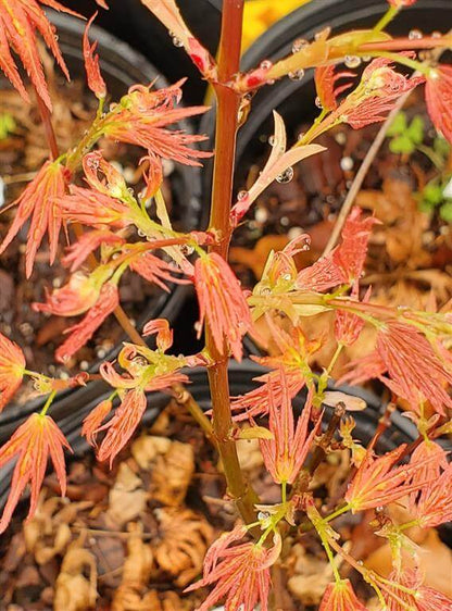 Japanese Maple - Bonfire