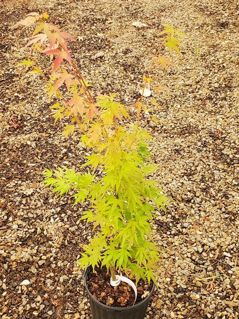 Japanese Maple - Bonfire