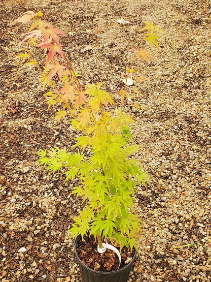 Japanese Maple - Bonfire