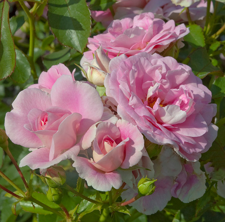 Rose - Bonica