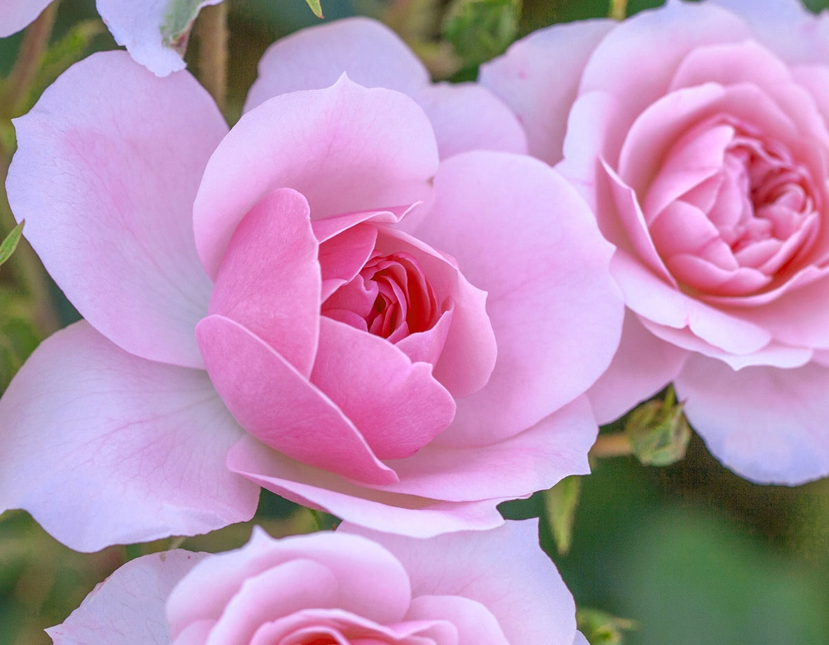 Rose - Bonica