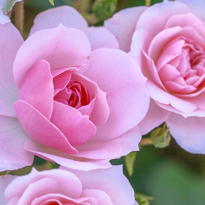 Rose - Bonica