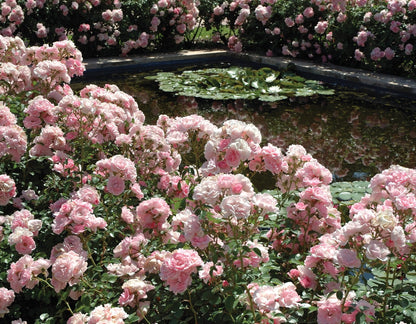 Rose - Bonica