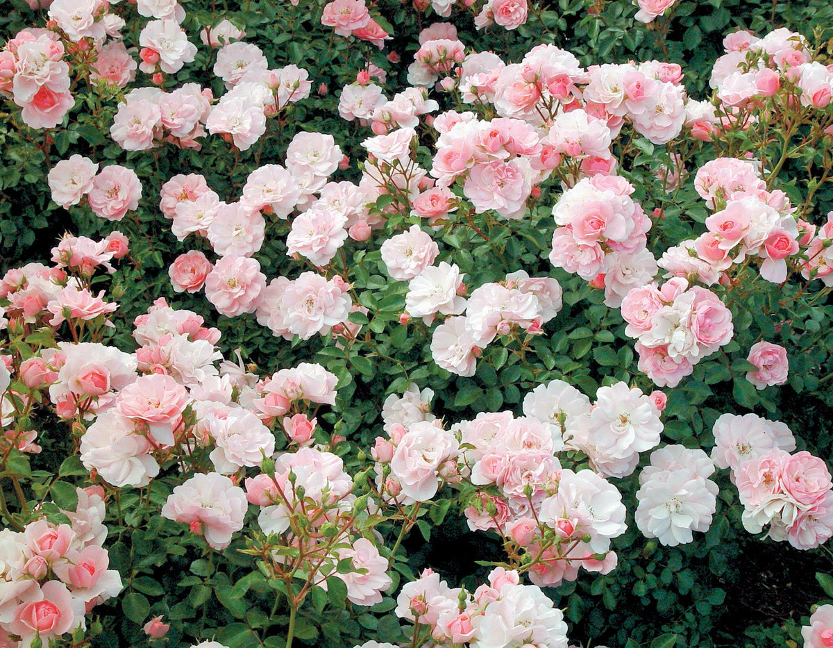 Rose - Bonica
