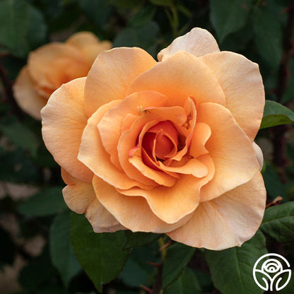 Rose - Brandy
