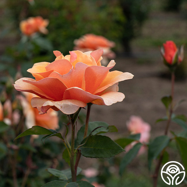 Rose - Brandy