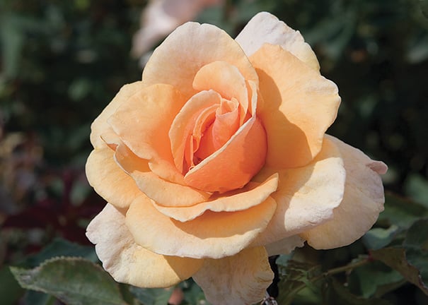Rose - Brandy