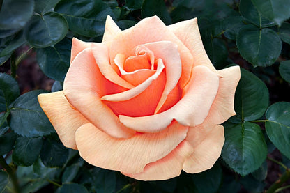 Rose - Brandy