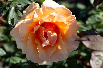 Rose - Brandy