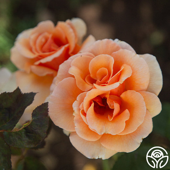 Rose - Brandy