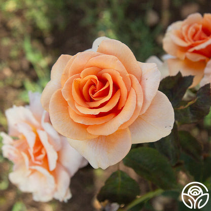 Rose - Brandy