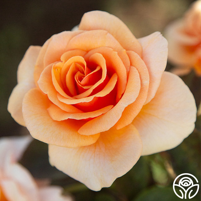 Rose - Brandy