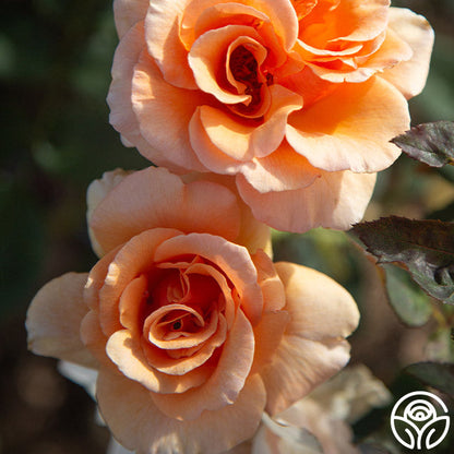 Rose - Brandy