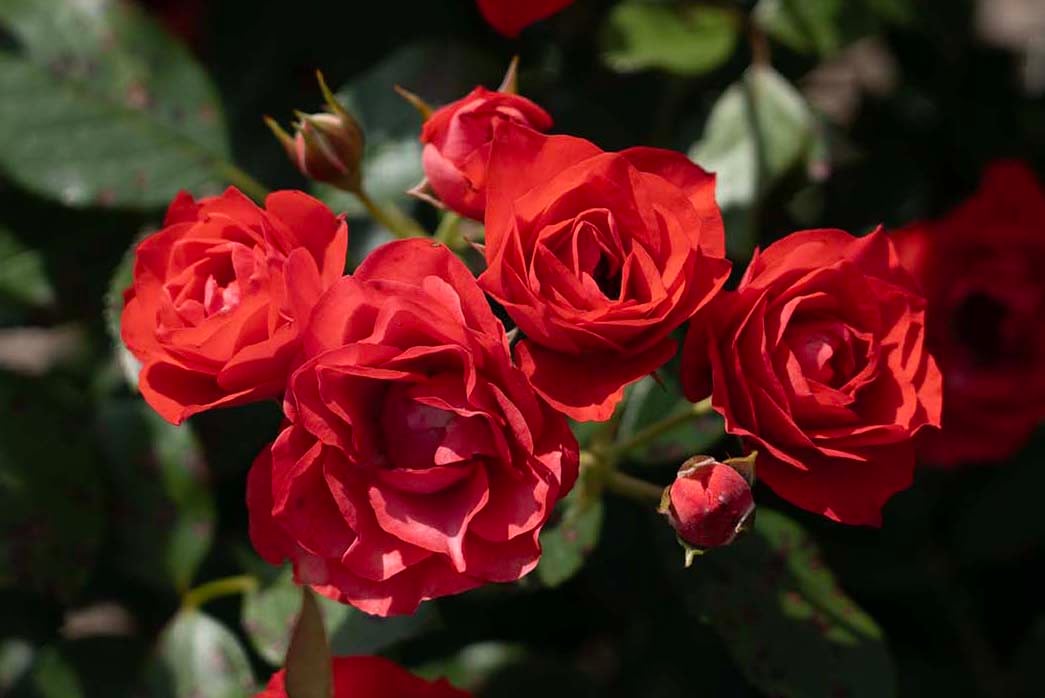 Rose - Brick House Orange