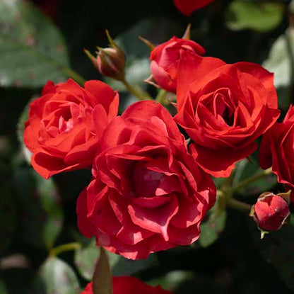 Rose - Brick House Orange