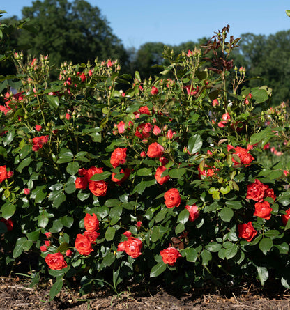 Rose - Brick House Orange
