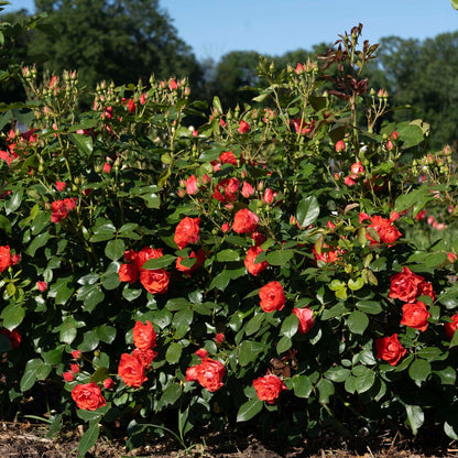 Rose - Brick House Orange