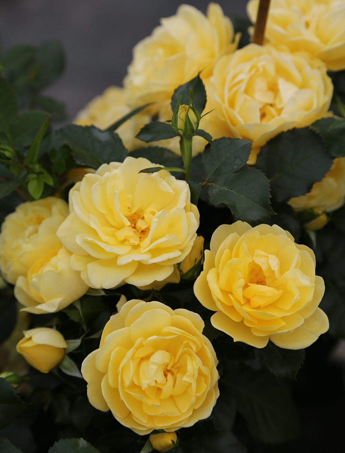 Rose - Brick House Yellow