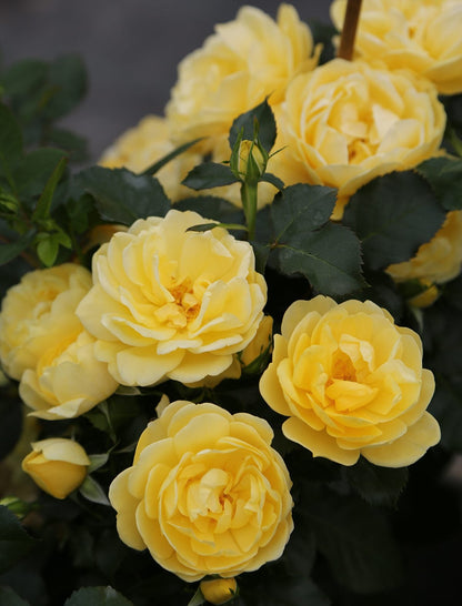 Rose - Brick House Yellow