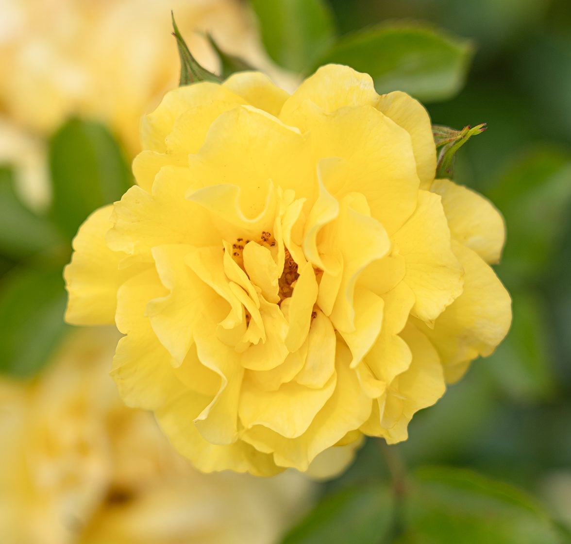 Rose - Brick House Yellow
