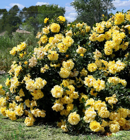 Rose - Brick House Yellow