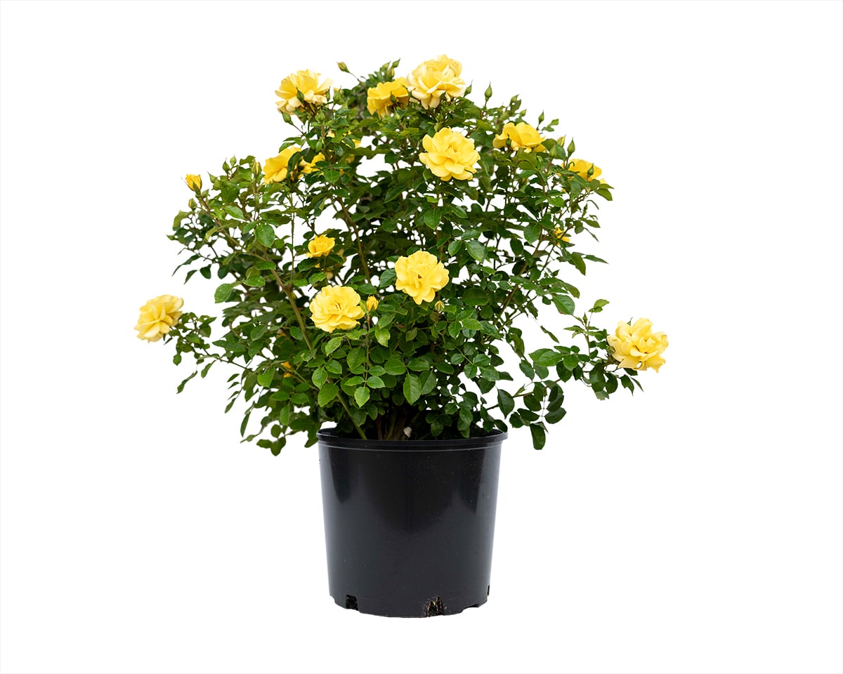 Rose - Brick House Yellow