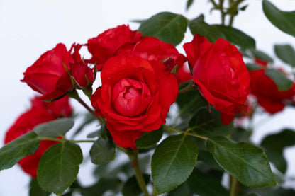 Rose - Brick House Orange