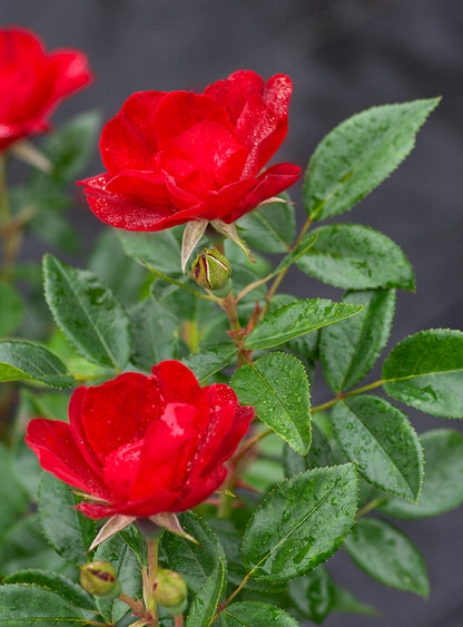 Rose - Brick House