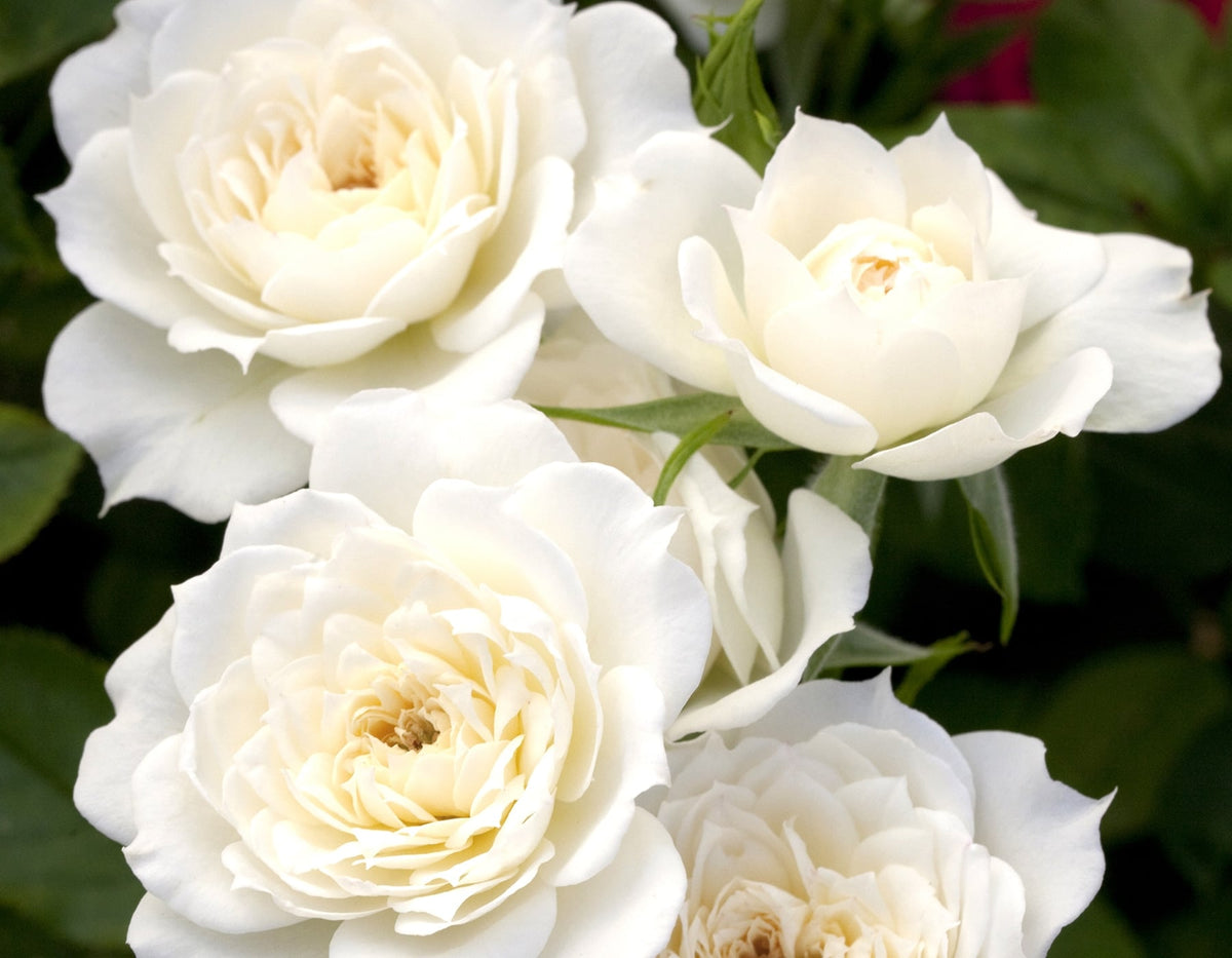 Rose - Bridal Sunblaze