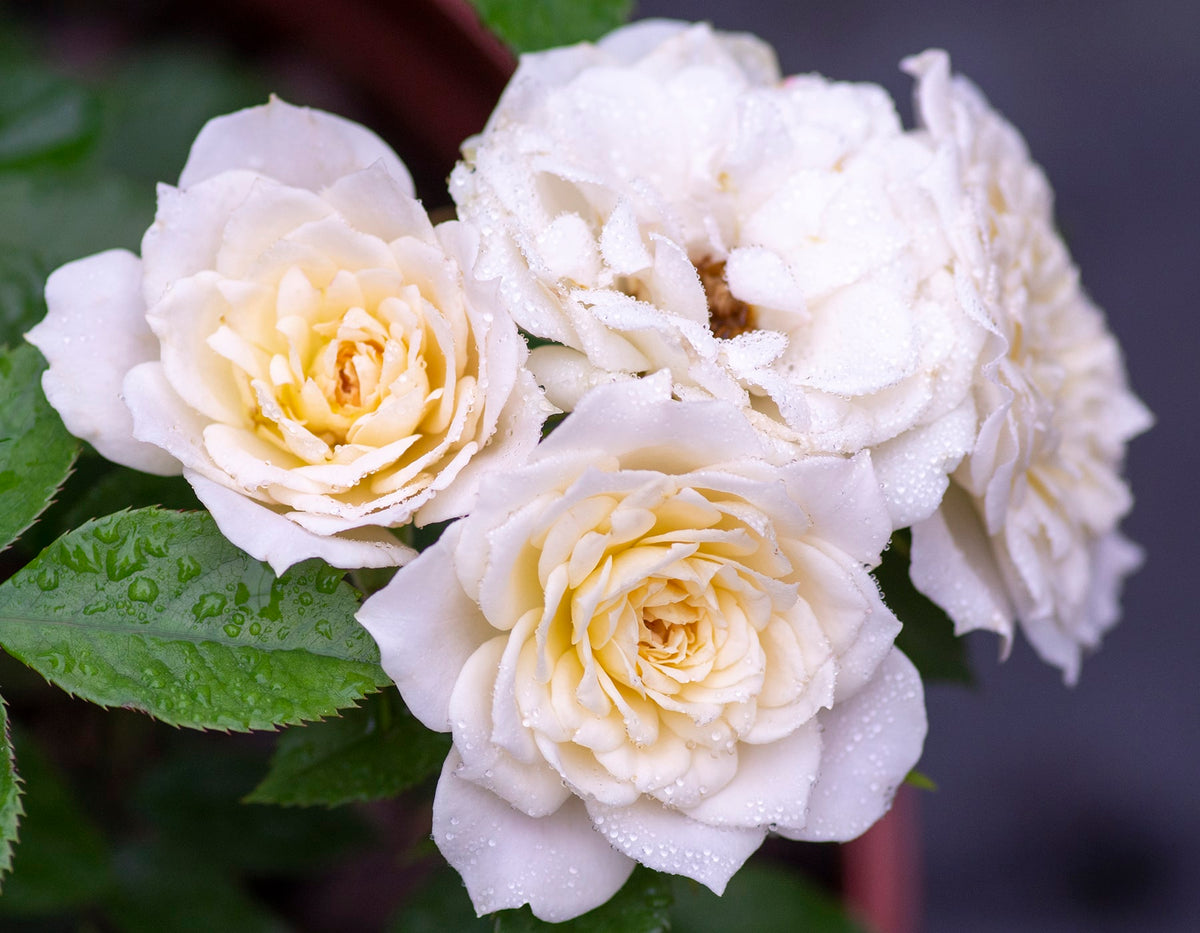 Rose - Bridal Sunblaze