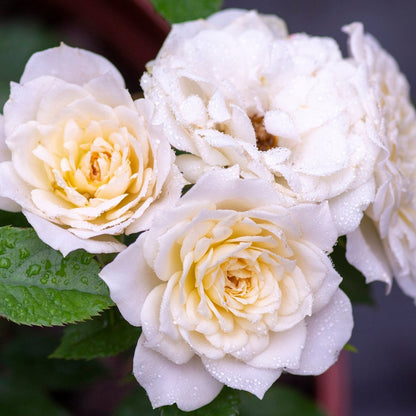 Rose - Bridal Sunblaze