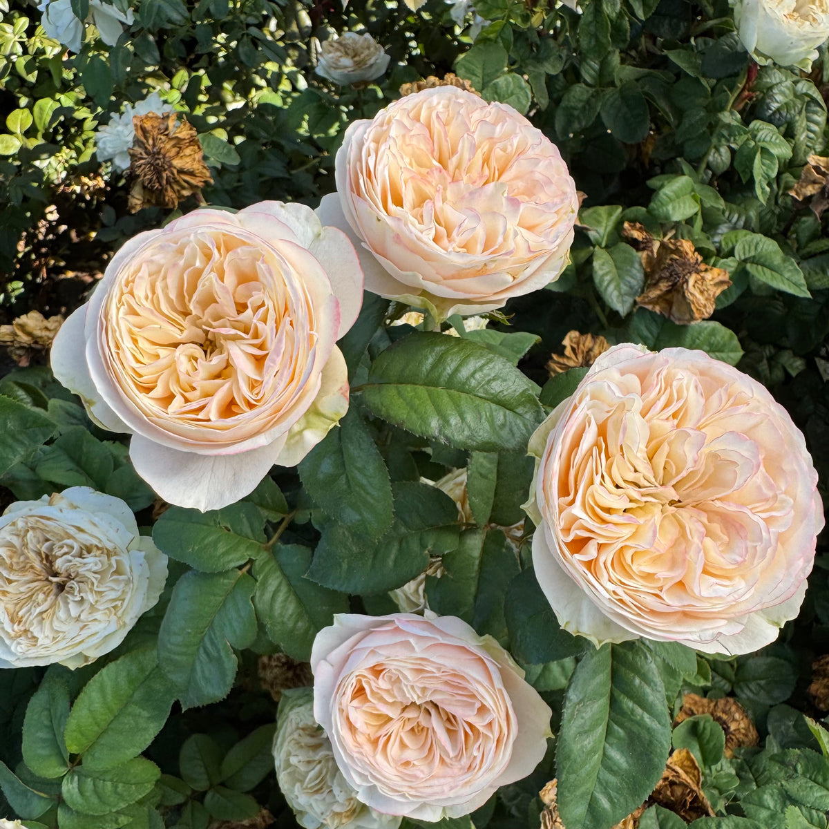 Rose - Bridgerton