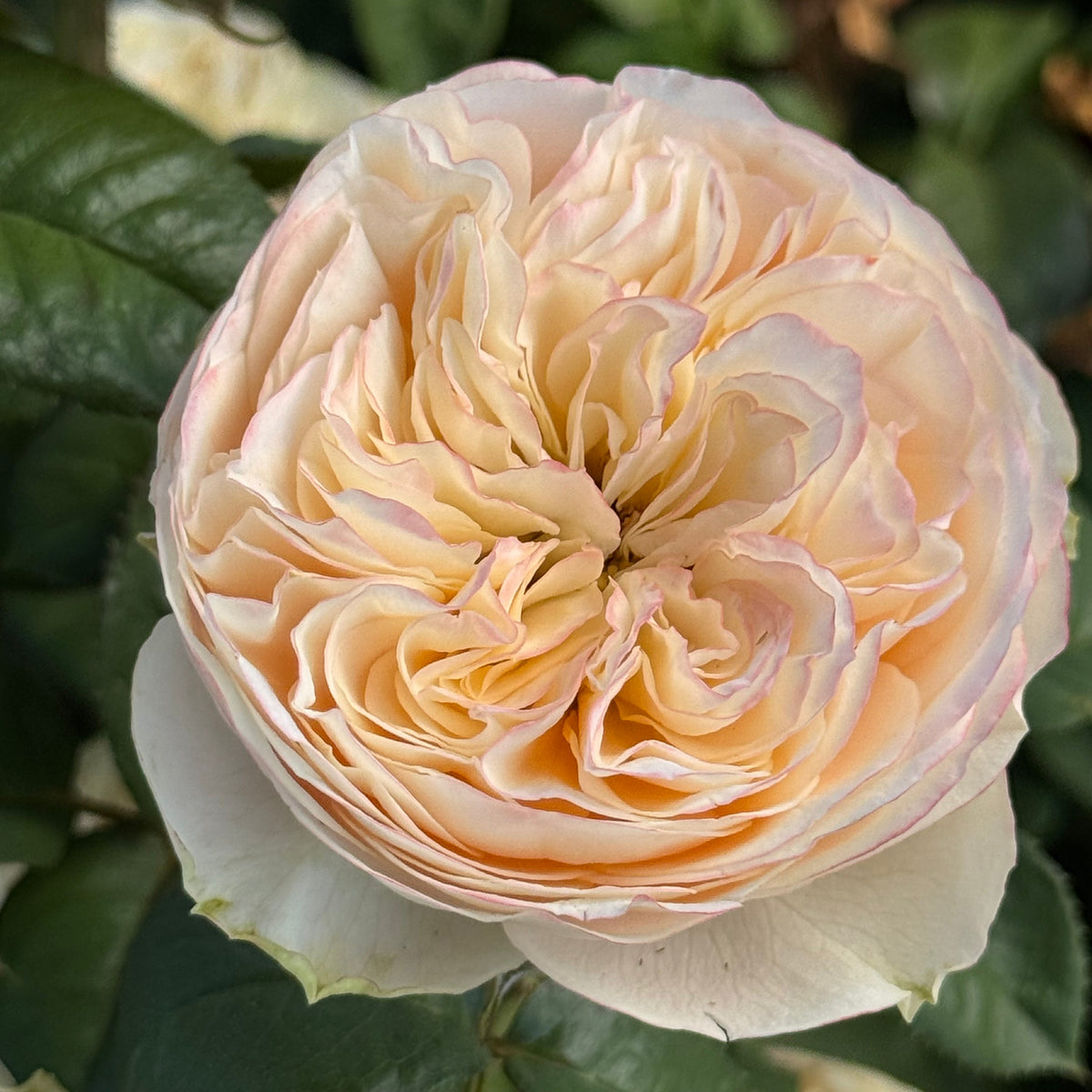 Rose - Bridgerton