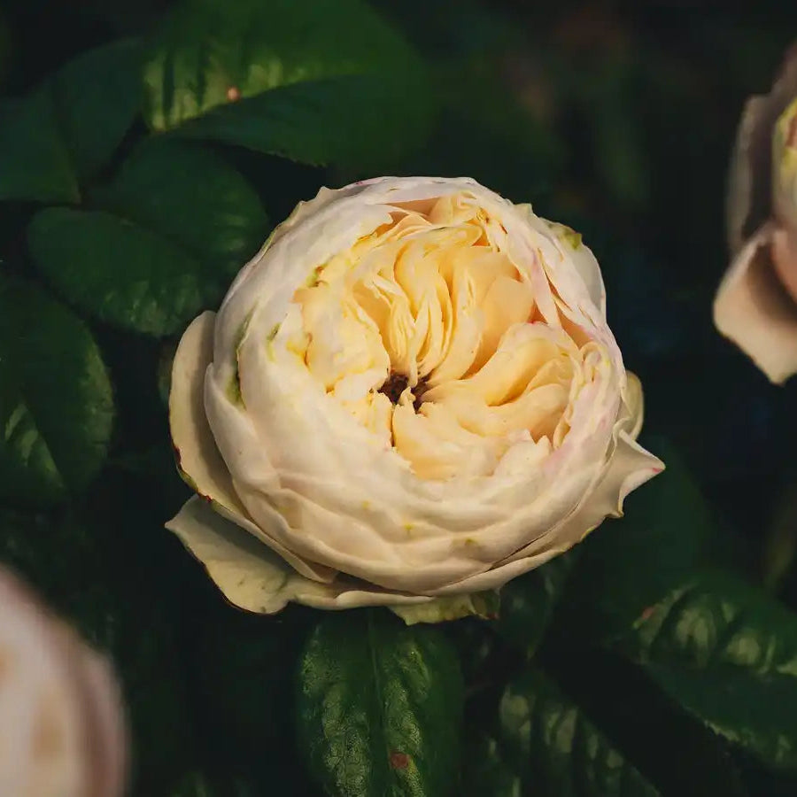 Rose - Bridgerton