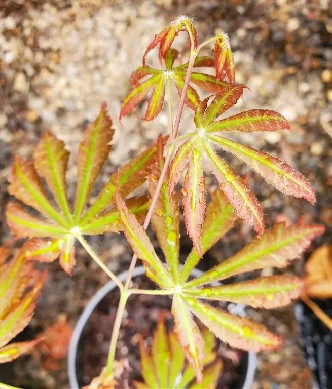 Japanese Maple - Bronze Age