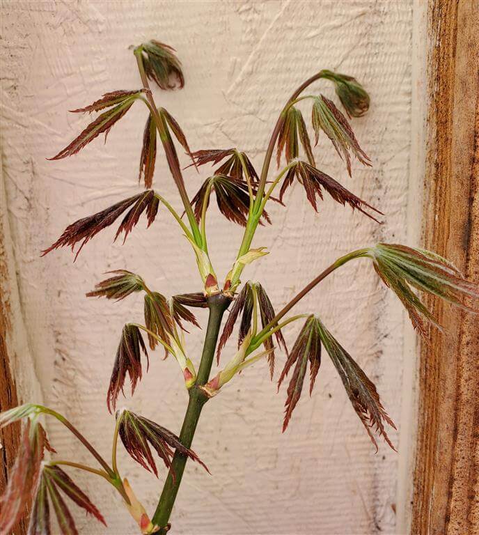 Japanese Maple - Bronze Age
