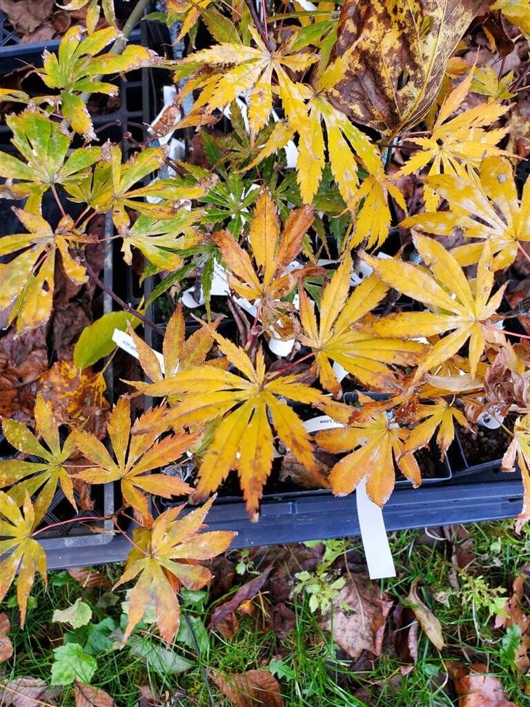 Japanese Maple - Burgundy Lime