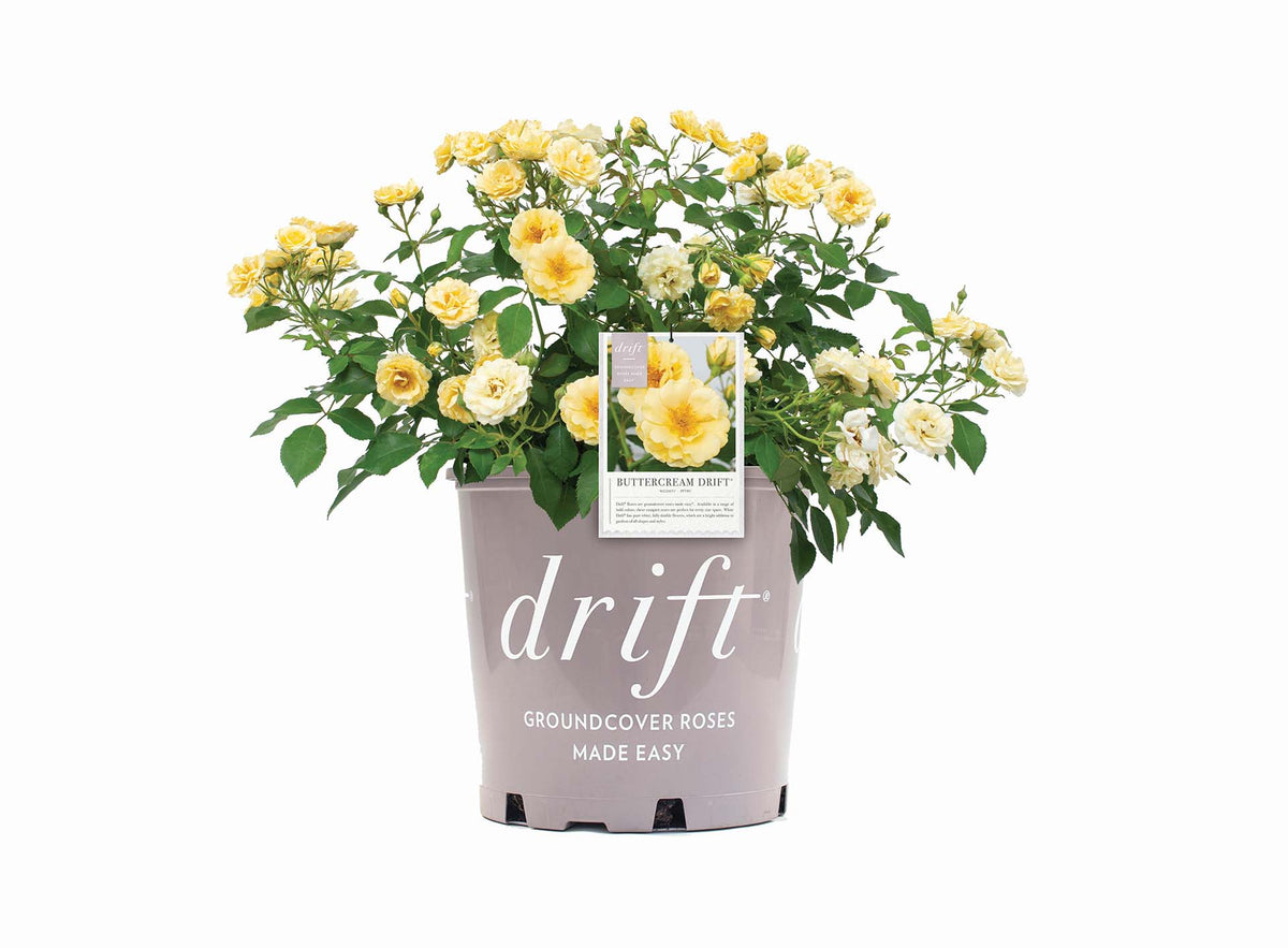 Rose - Buttercream Drift