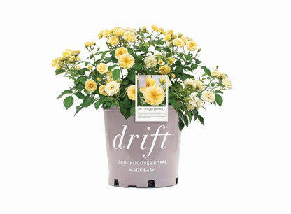 Rose - Buttercream Drift