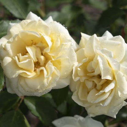 Rose - Buttercream Drift