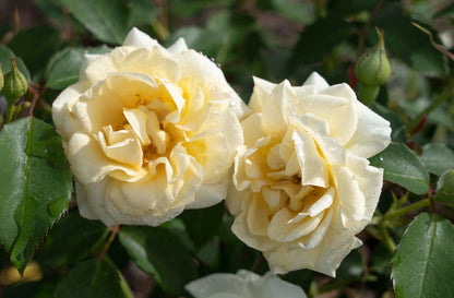 Rose - Buttercream Drift