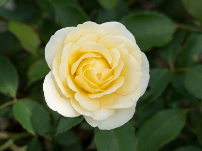 Rose - Buttercream Drift