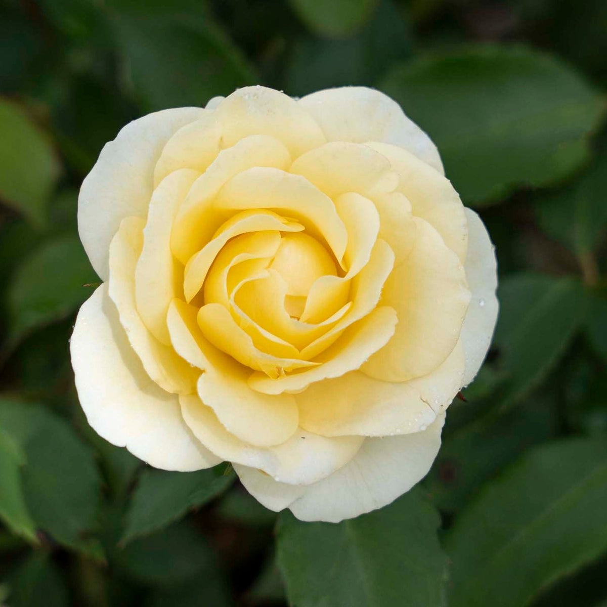 Rose - Buttercream Drift
