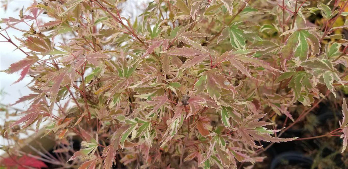 Japanese Maple - Butterfly
