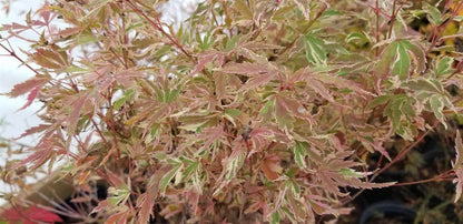 Japanese Maple - Butterfly