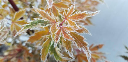 Japanese Maple - Butterfly