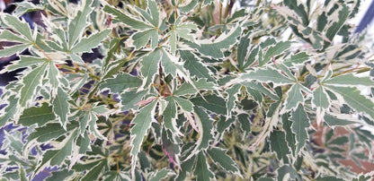 Japanese Maple - Butterfly