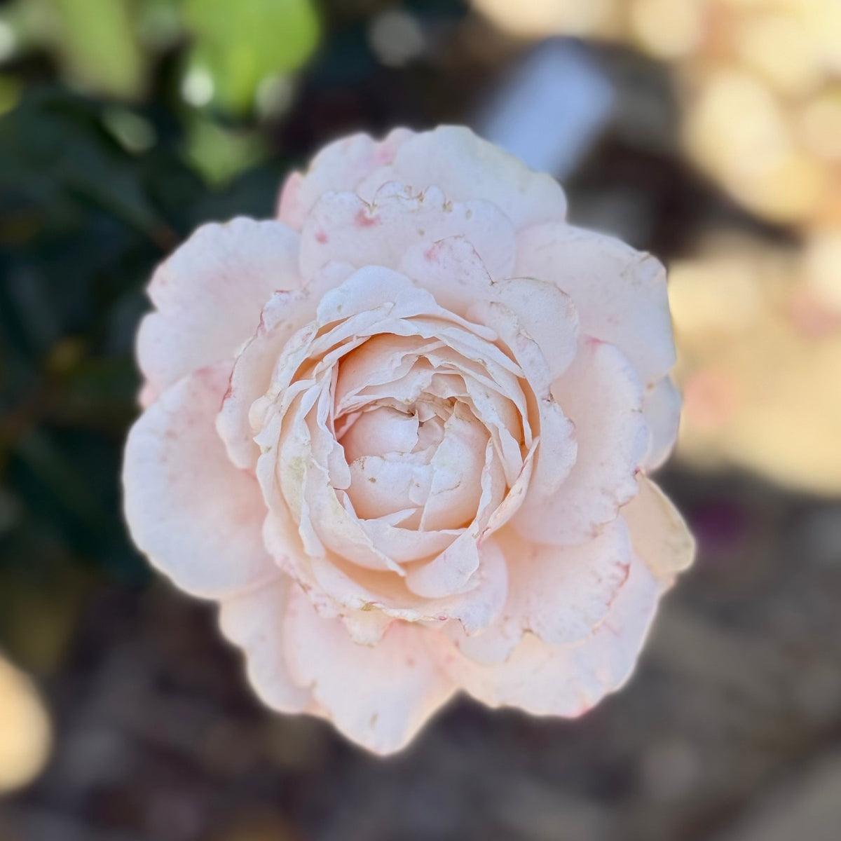 Rose - Parfuma Sunrise (a.k.a. Sespe Sunrise)